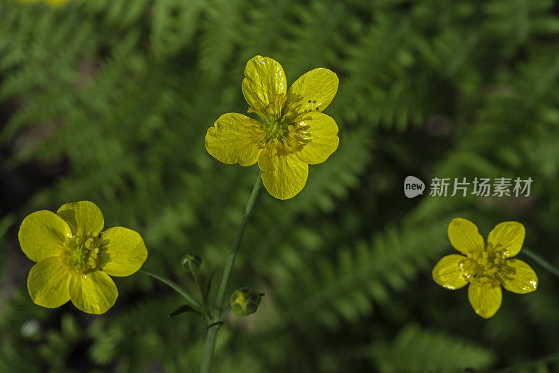 西部毛茛属(Ranunculus occidentalis)，在胡椒木保护区发现的一种毛茛属植物;圣罗莎;加州索诺玛县